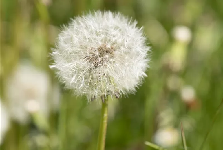 Taraxacum officinale