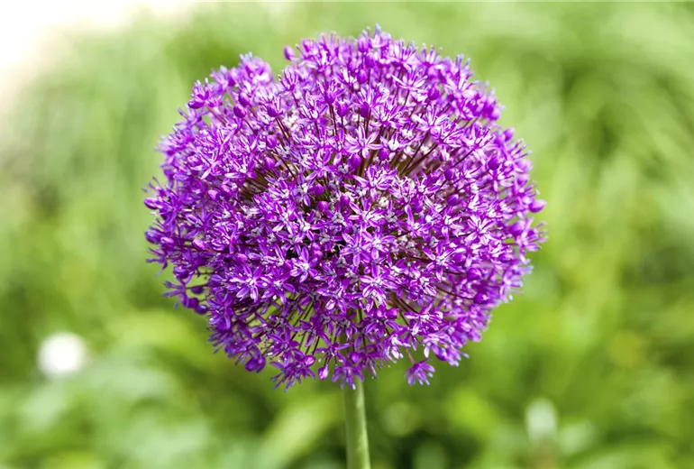 Allium 'Lucy Ball'