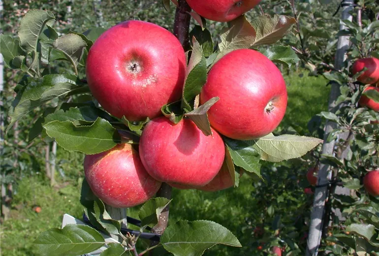 Malus domestica 'Topaz'(s)