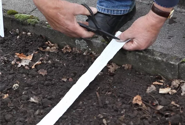 Asia-Salat - Auslegen von Saatbändern (Anleitung - 3)