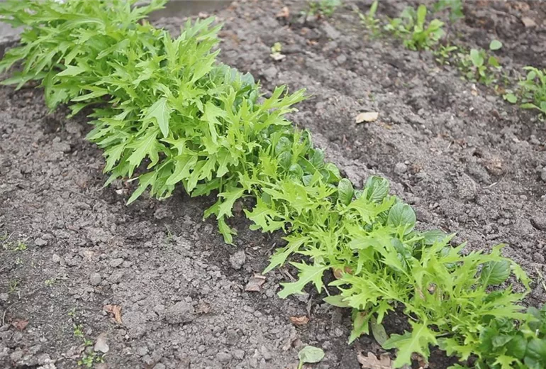 Asia Salat - Auslegen von Saatbändern (thumbnail)