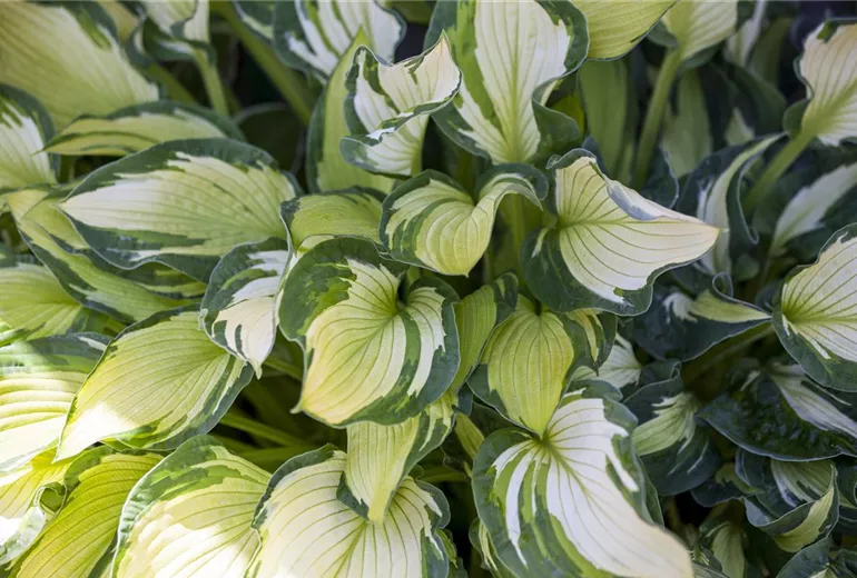 Hosta 'Something Different'