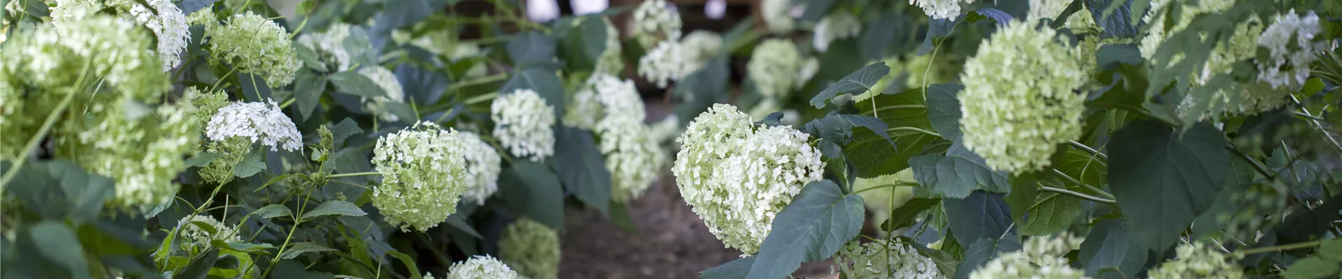Hydrangea arborescens 'Annabelle'