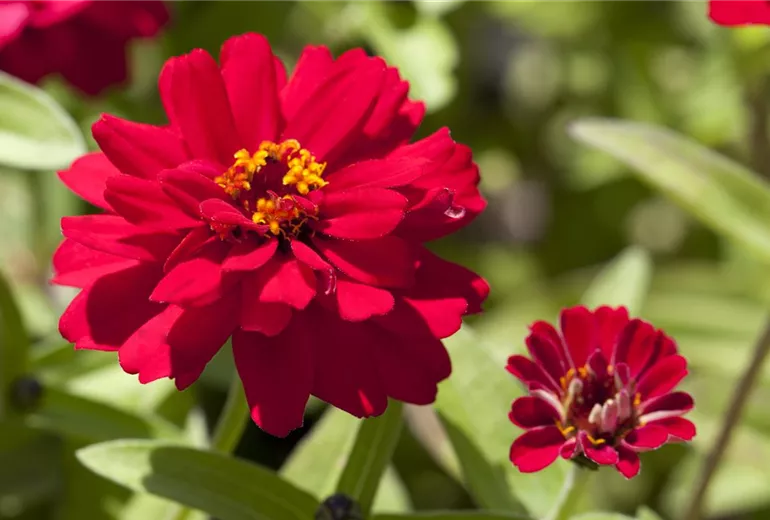 Zinnia