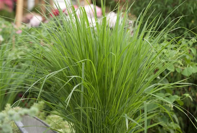 Panicum virgatum 'Northwind'