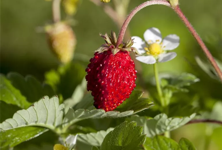 Fragaria vesca