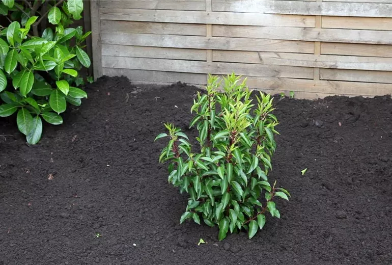 Portugiesischer Kirschlorbeer - Einpflanzen im Garten (1)
