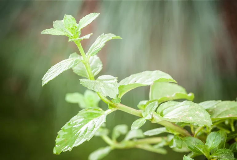 Mentha 'Erdbeere'