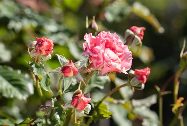 Rosa 'Wiesenburger Parkprinzesschen'