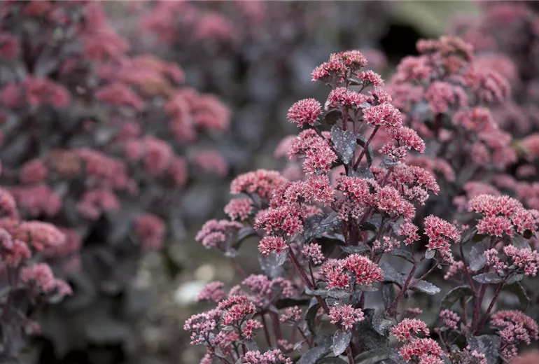 Sedum