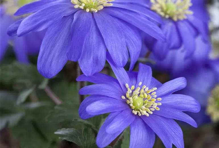 Anemone blanda, blau