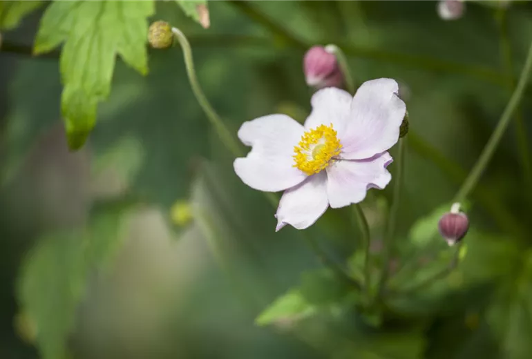 Anemone japonica, rosa