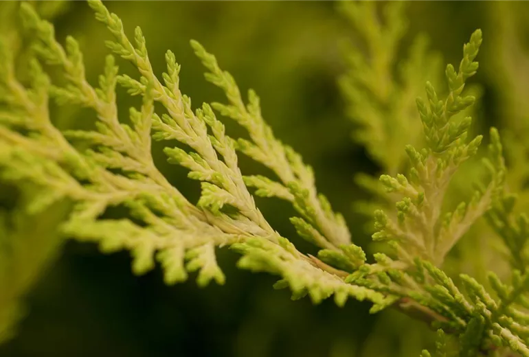 Cupressocyparis leylandii 'Gold Rider'