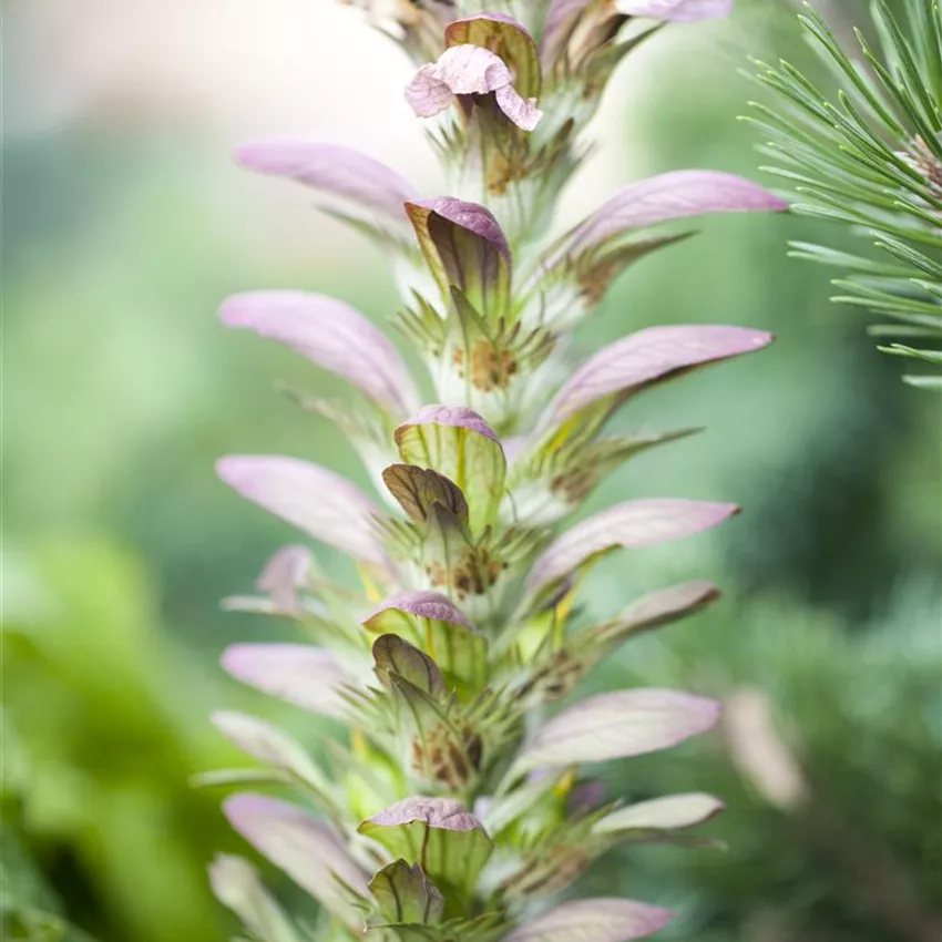 Strukturpflanzen als Architekten im Garten