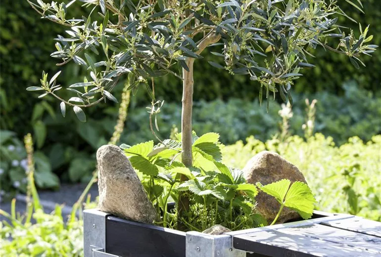 Olea europaea Bonsai