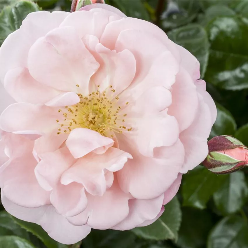 Die Duftrose – Eine Bereicherung für den Garten