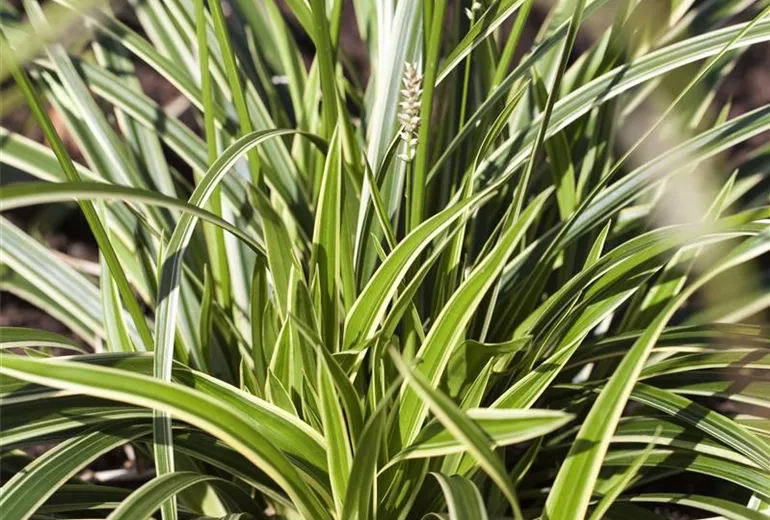 Acorus gramineus 'Variegatus'