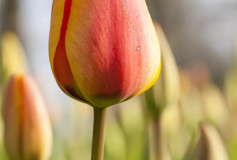 Tulipa Triumph