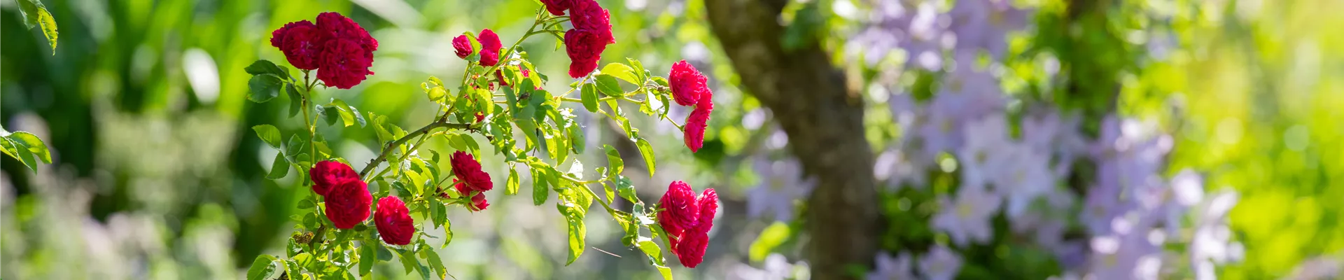 Kletterrose im Garten