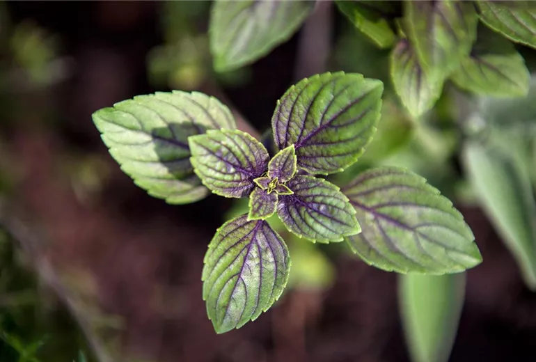 Mentha x piperita 'Chocolate'