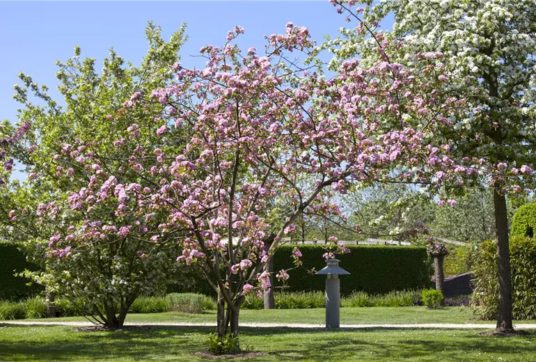 Malus 'Brandy Magic'