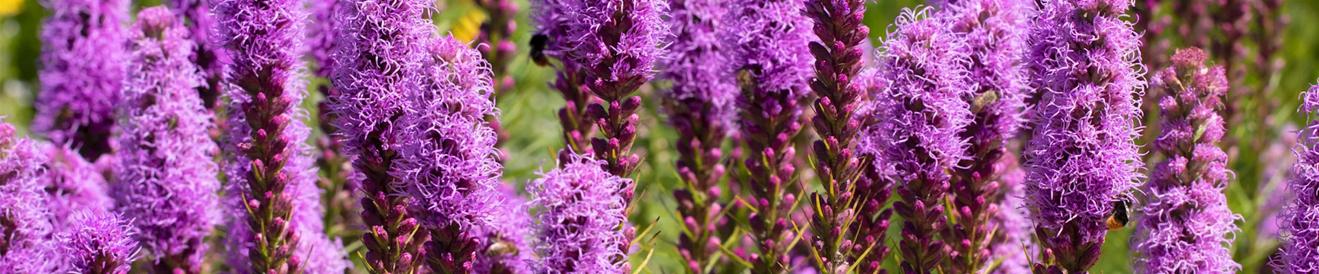 Prachtscharte - Einpflanzen im Garten (thumbnail).jpg