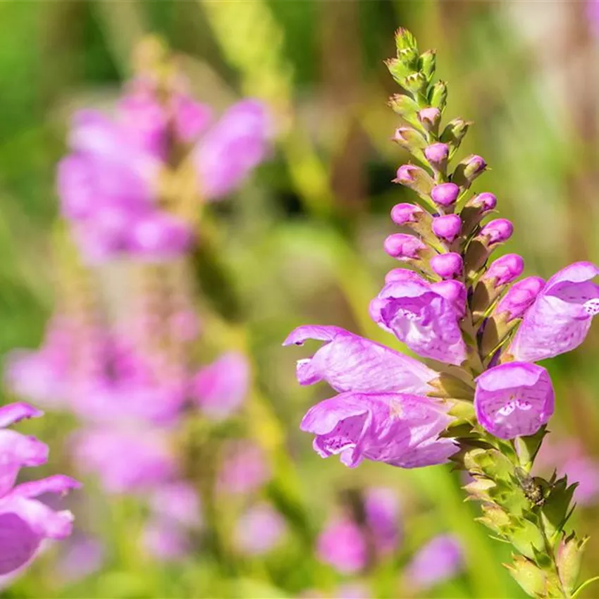 Gelenkblume - Einpflanzen im Garten