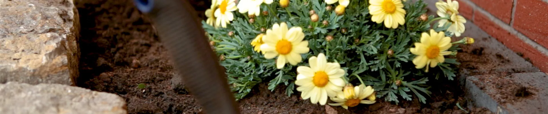 Strauchmargerite - Einpflanzen im Garten (Thumbnail).jpg