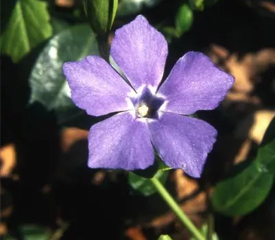 Vinca minor