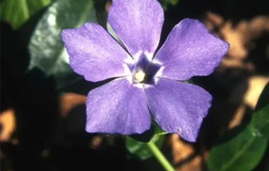 Vinca minor