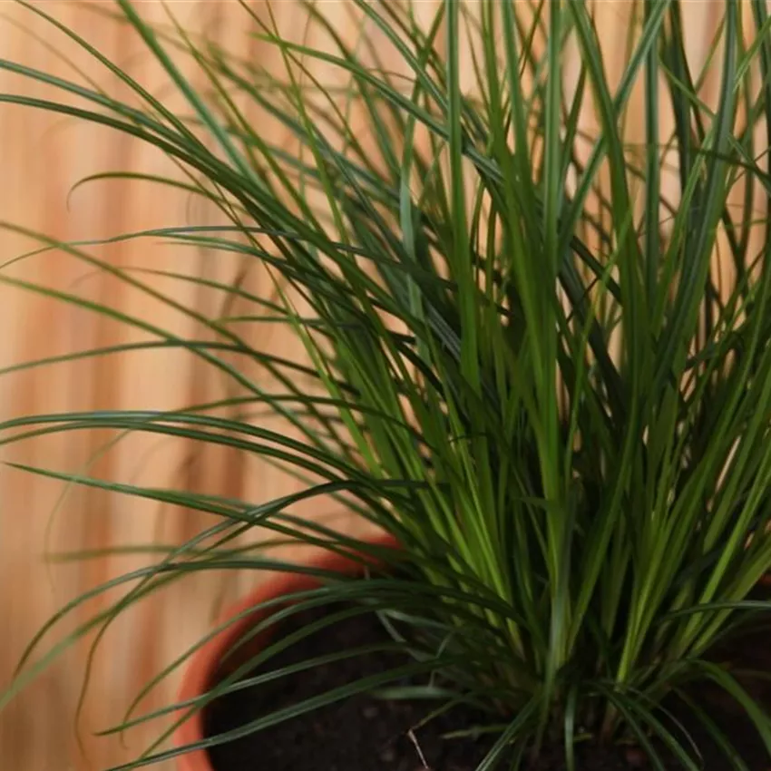 Gartensegge - Einpflanzen in ein Gefäß