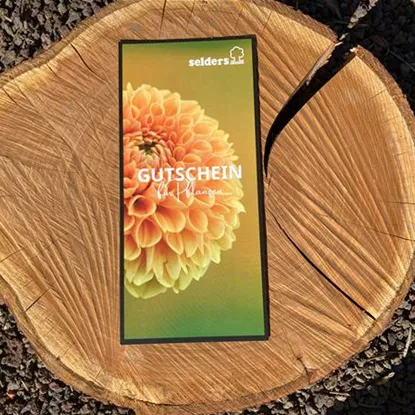 Gutscheine