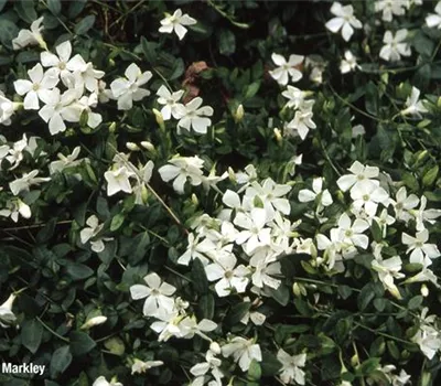 Vinca minor 'Alba'