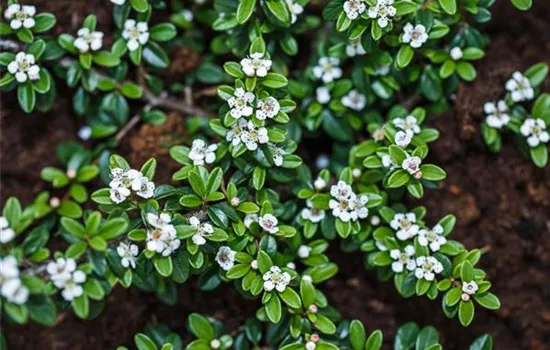 Cotoneaster dammeri radicans