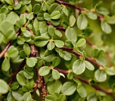 Cotoneaster micro.'Streibs Findling'
