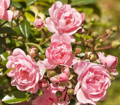 Rosa 'The Fairy' BDR II