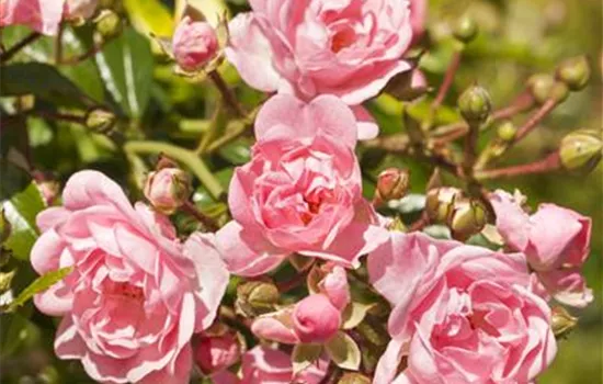 Rosa 'The Fairy' BDR II