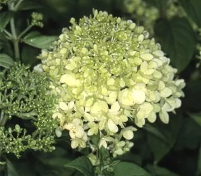 Hydrangea panic. 'Limelight' -S-