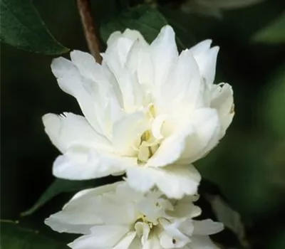 Philadelphus 'Schneesturm'