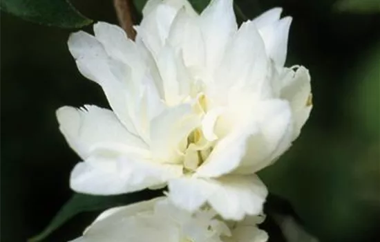 Philadelphus 'Schneesturm'