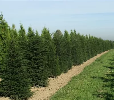 Taxus baccata