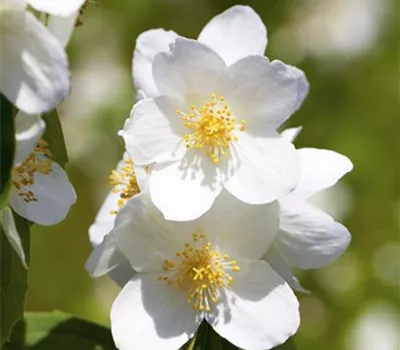 Philadelphus 'Erectus'