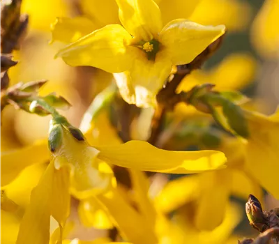 Forsythia 'Mikador' -R-