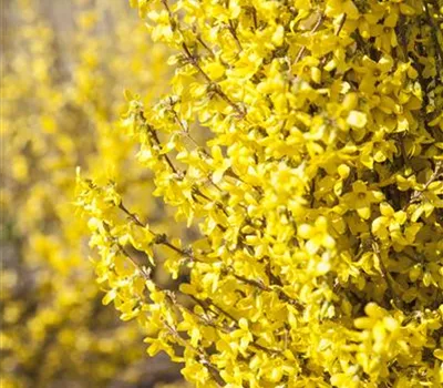 Forsythia intermedia 'Goldrausch'