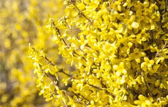 Forsythia intermedia 'Goldrausch'