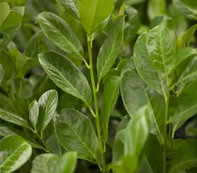 Prunus lauroc.'Rotundifolia'