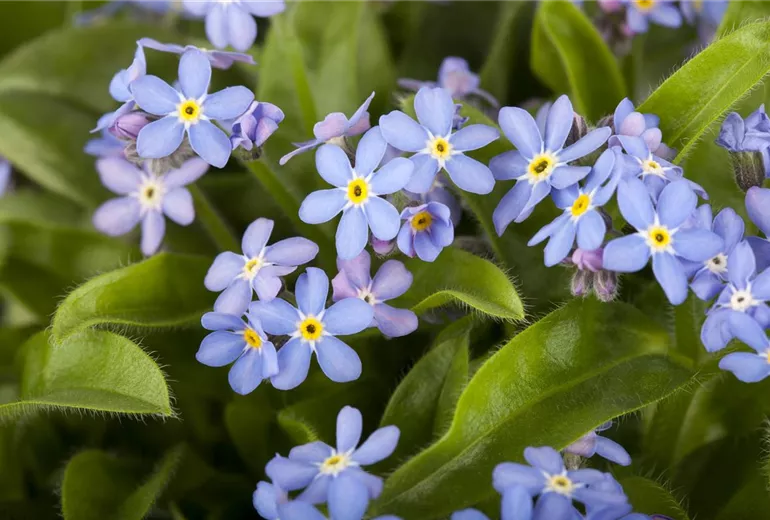 Myosotis sylvatica