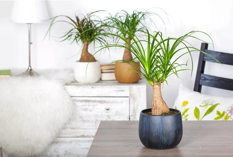 Beaucarnea recurvata