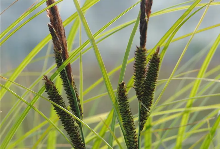 Carex acuta