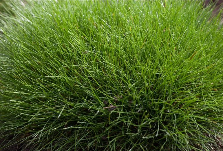 Festuca gautieri
